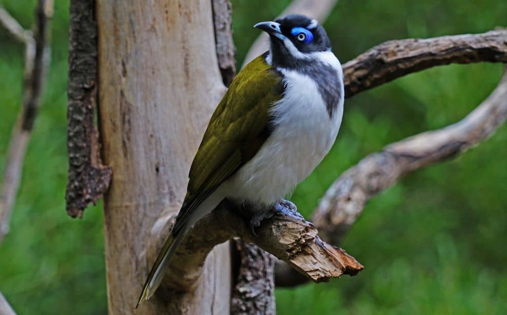 Honeyeaters provide plenty of benefits to Spotted Gum trees.
