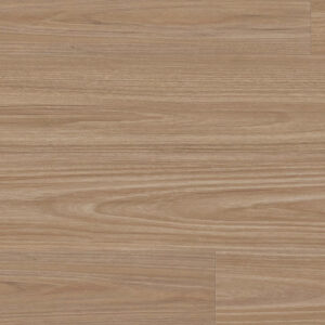 Clever Choice Enchanted Hybrid Titania Blackbutt